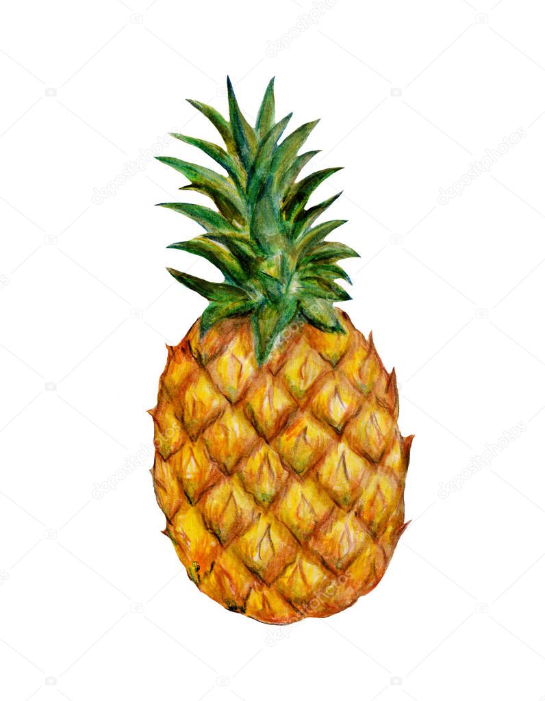 pineapple tropical fruits, watercolor illustration isolated on white background