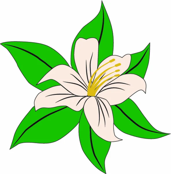 Lirio, flor, planta, dibujo, imagen vectorial, ilustración — Vector de stock