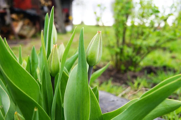 Lale, çiçek, bitki, flowerbed, bahar