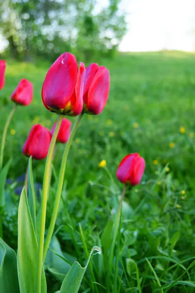 Lale, çiçek, bitki, Bahçe, Doğa, bahar