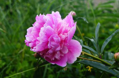 Şakayık, çiçek, Bahçe, bitki, çiçek, bud, yaprakları, yaz, Doğa, büyümek, damla, yağmur