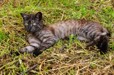 Kedi, yalan, Doğa, çimenler, poz evde beslenen hayvan