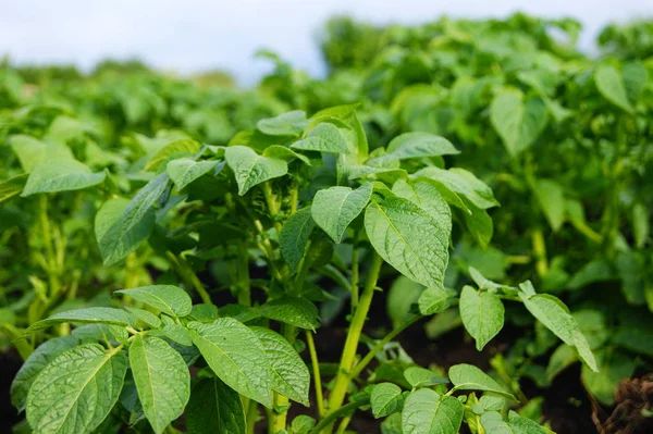 Patates, kök, yeşil, yaprak, kök. Hasat