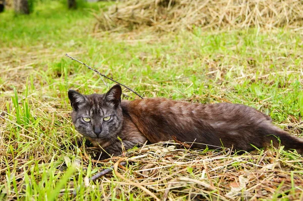 Kedi, yalan, Doğa, çimenler, poz evde beslenen hayvan