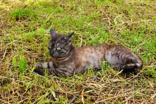 Gato, animal de estimação, deitado, natureza, grama, pose — Fotografia de Stock