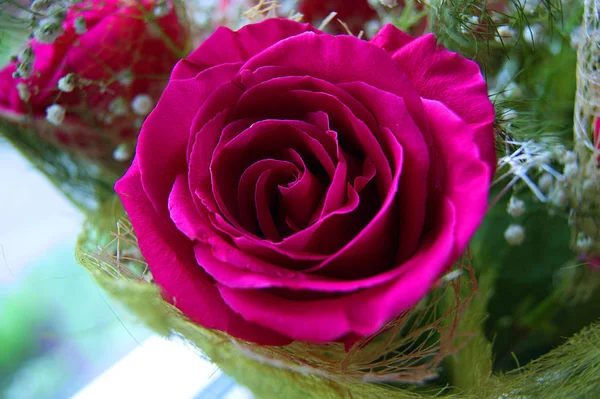 Rosa, flor, brote, pétalos, rojo — Foto de Stock