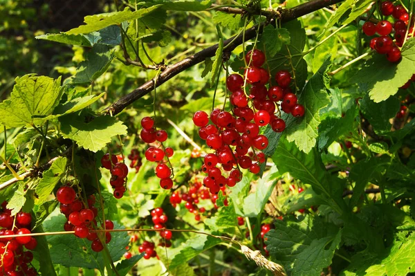 Kırmızı kuş üzümü, meyveler, yiyecek, bitki
