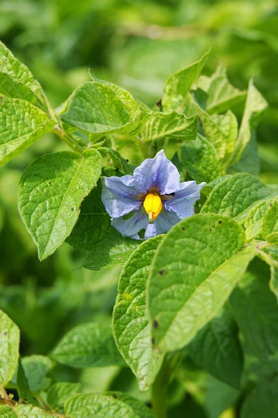 Çiçek patates, Bahçe, bitki, sebze Bahçe, tarım, bitki büyüyen, büyümek, Doğa, yaz, sezon, yeşil, yaprakları