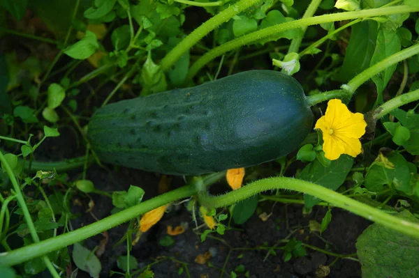 Cucumber Vegetables Plant Garden Vegetable Garden Crop Agriculture Plant Growing — Stock Photo, Image