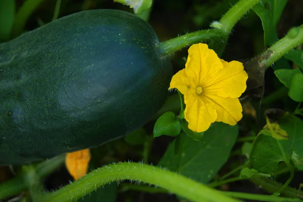 Salatalık, sebzeler, bitki, Bahçe, Bahçe, ürün, tarım, bitki büyüyen, çiçek, sarı, tüm sebze
