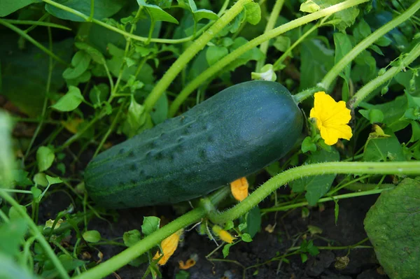 Salatalık, sebzeler, bitki, Bahçe, Bahçe, ürün, tarım, bitki büyüyen, çiçek, sarı, tüm sebze