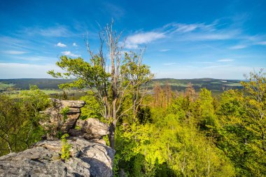 Çevredeki tepelerdeki kayalıklardan eski bir ağacın arkasına bak.