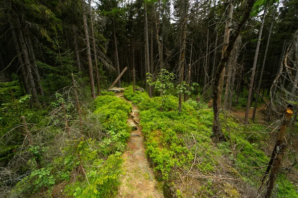 Een pad langs de heuvelrug van een kleine heuvel midden in een donker sparrenbos — Stockfoto