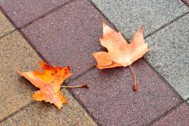 Kaldırımda sonbahar akçaağaç yaprakları .