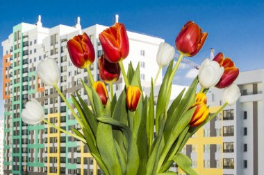 Penceresinde yeni bir daire Lale buketi