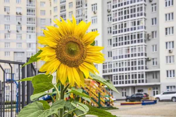 Girassol Fundo Quintal Prédio Apartamentos Residenciais Conceito Uma Vida Feliz — Fotografia de Stock