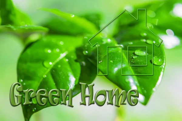 Real estate symbol on a green plant background . Concept of ecological construction .