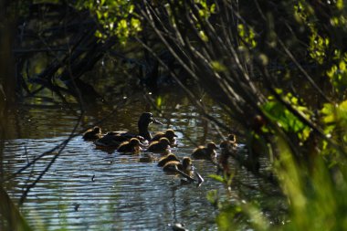 Ördek ve ördek yavruları yazın durgun sularda