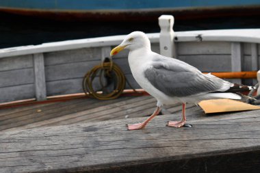 Ringa martısı mavi arka planda, teknenin yanında yürüyor.