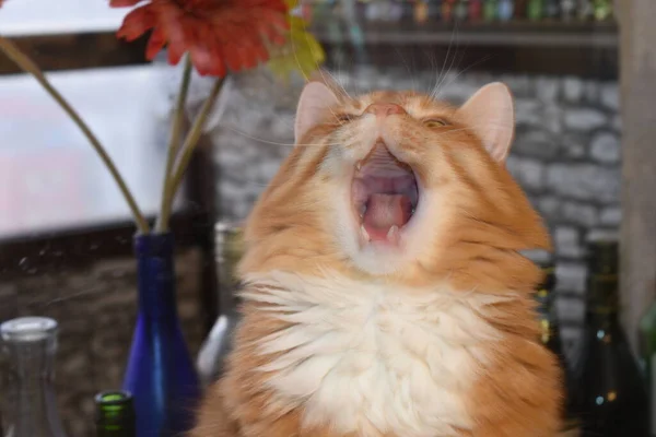 Gato Siberiano Parece Canto Fundo Azul Com Parede Pedra Flores — Fotografia de Stock