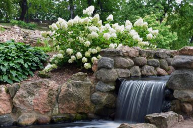 Riga 'nın merkezinde küçük şelale ve gül ağacının uzun pozu.