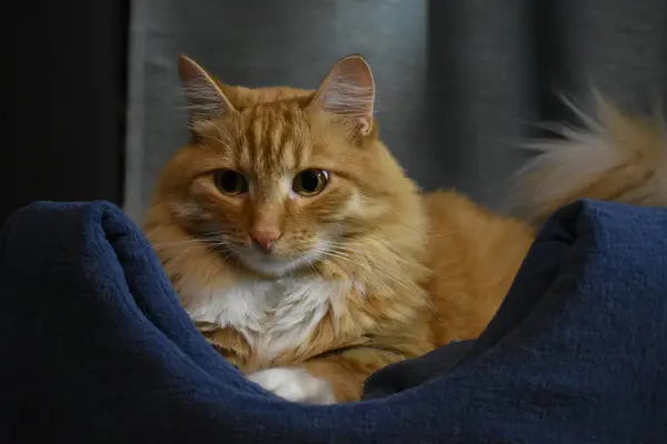 Närbild Ingefära Siberian Tabby Katt Med Gula Ögon Den Blå — Stockfoto