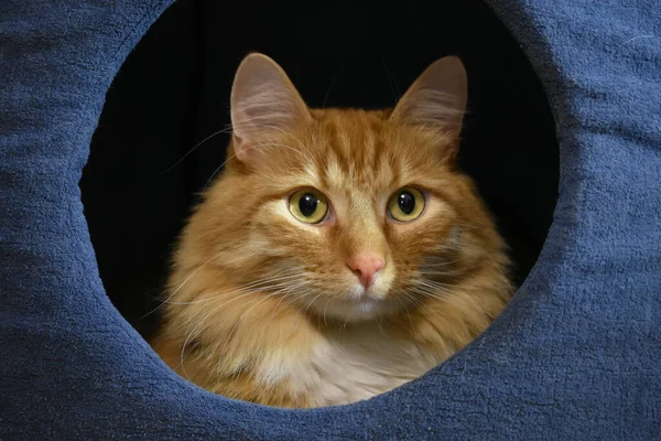 Retrato Gengibre Siberiano Gato Tabby Com Olhos Amarelos Fundo Azul — Fotografia de Stock