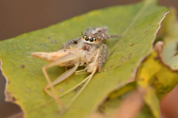 Eine Weibliche Springspinne Hyllus Semicupreus Ernährt Sich Von Einer Heuschrecke — Stockfoto