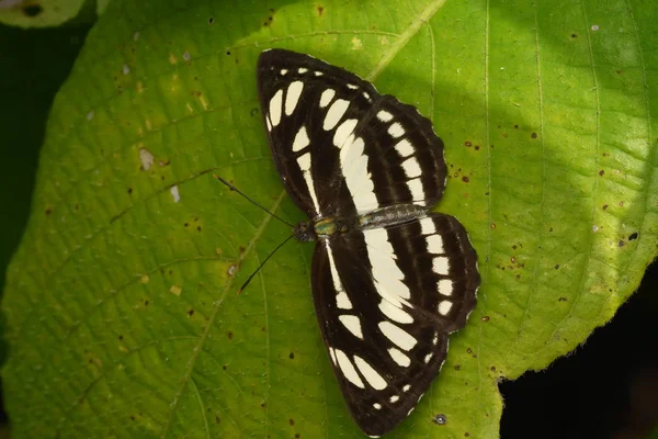 Indiase Gewone Zeevlinder Neptis Hyla Varmona Rustend Blad — Stockfoto