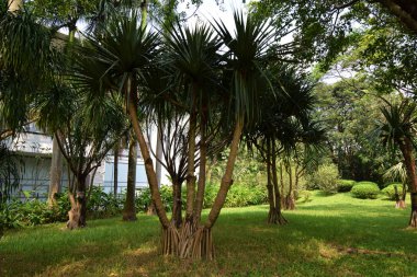 Yaz güneşinde birlikte büyüyen kökleri olan ağaçlar, güzel manzaralar.