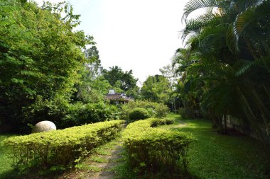 İlkbaharda ağaçların arasındaki patika