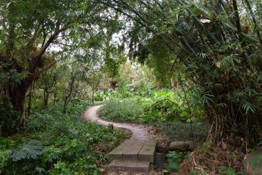 İlkbaharda ağaçların arasındaki patika