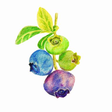 Yapraklı parlak yaban mersini, organik, sağlıklı vejetaryen yiyecekler beyaz arka planda izole edilmiş.