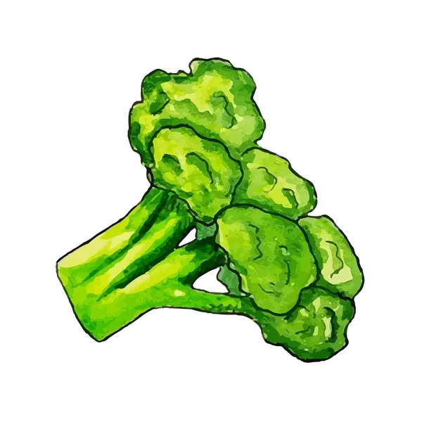 Col brócoli vector aislado en un fondo poco profundo, dieta comida vegetariana, vitaminas Acuarela brócoli vegetal primer plano aislado sobre un fondo blanco. Pintura a mano sobre papel — Vector de stock