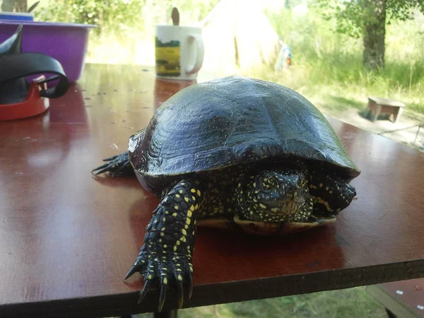 Зеленая черепаха в природе — стоковое фото