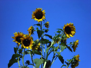 Gökyüzüne karşı sarı çiçekler