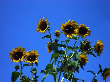 Gökyüzüne karşı sarı çiçekler