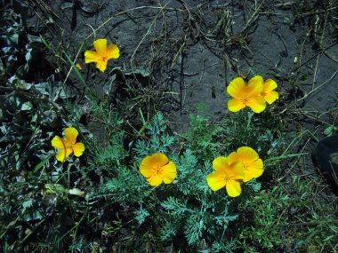 yellow flowers in the summer on the flowerbed