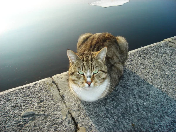 大自然中的猫科动物 — 图库照片