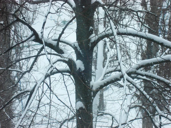 Zima w parku miejskim — Zdjęcie stockowe