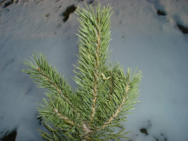 Branch of a Christmas tree in winter in the park — 图库照片