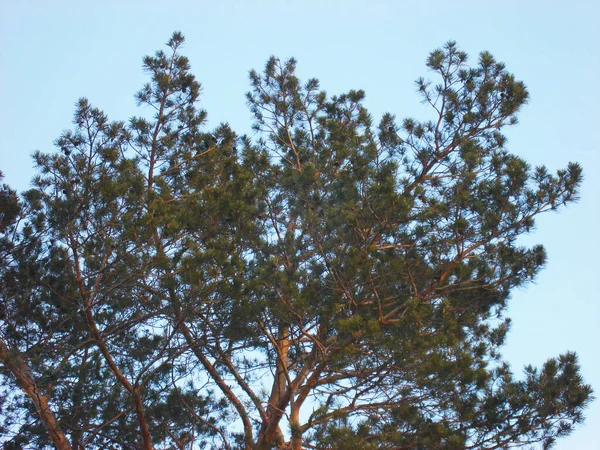 Tree in the winter in the park — Stockfoto