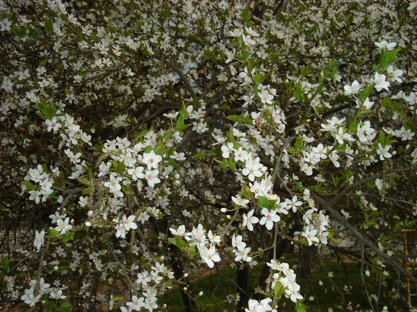 Plant in the city park in spring — 스톡 사진