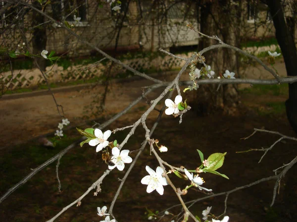 Plant in the city park in spring — 스톡 사진