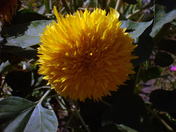 Fiori gialli in estate sull'aiuola — Foto Stock