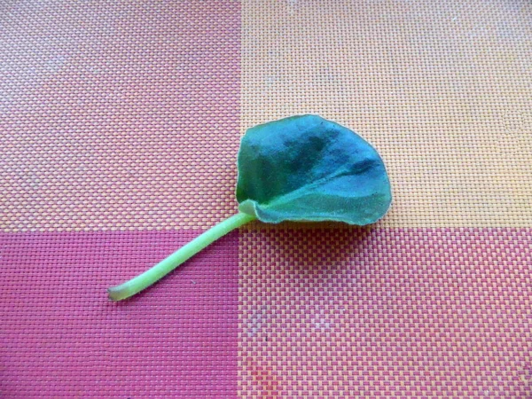 Green leaf on the kitchen table — 스톡 사진