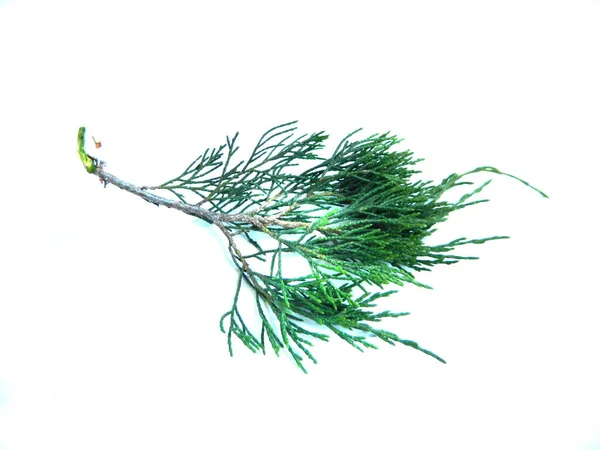 Thuja isolado no fundo branco — Fotografia de Stock