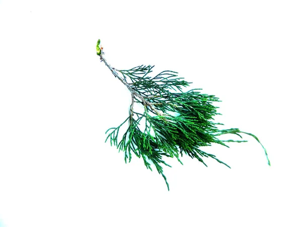 Thuja isolado no fundo branco — Fotografia de Stock