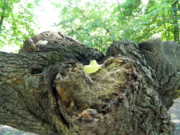 Corteza de árbol en el parque de verano de la ciudad — Foto de Stock