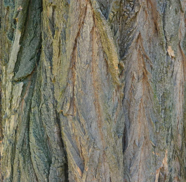 Tree bark in city summer park — Stockfoto